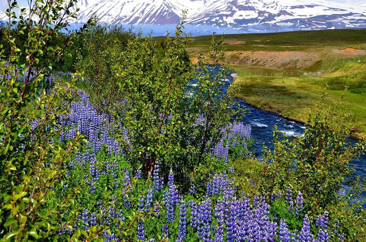 Ekki nóg að ráða – við þurfum að rækta